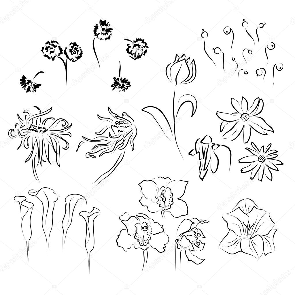Sketch of different flowers