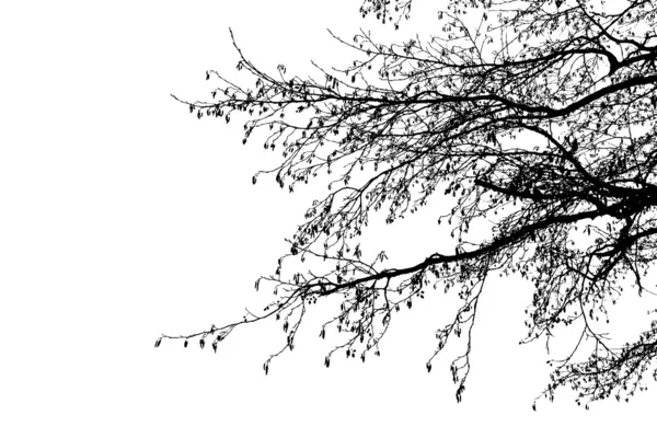 Arbre branches silhouette — Image vectorielle