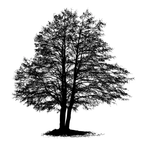 Albero di ontano — Vettoriale Stock