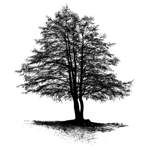 Aulne arbre pleine grandeur — Image vectorielle