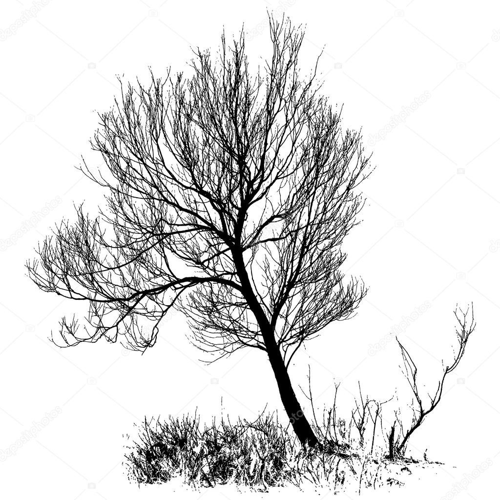 Willow tree with bare branches