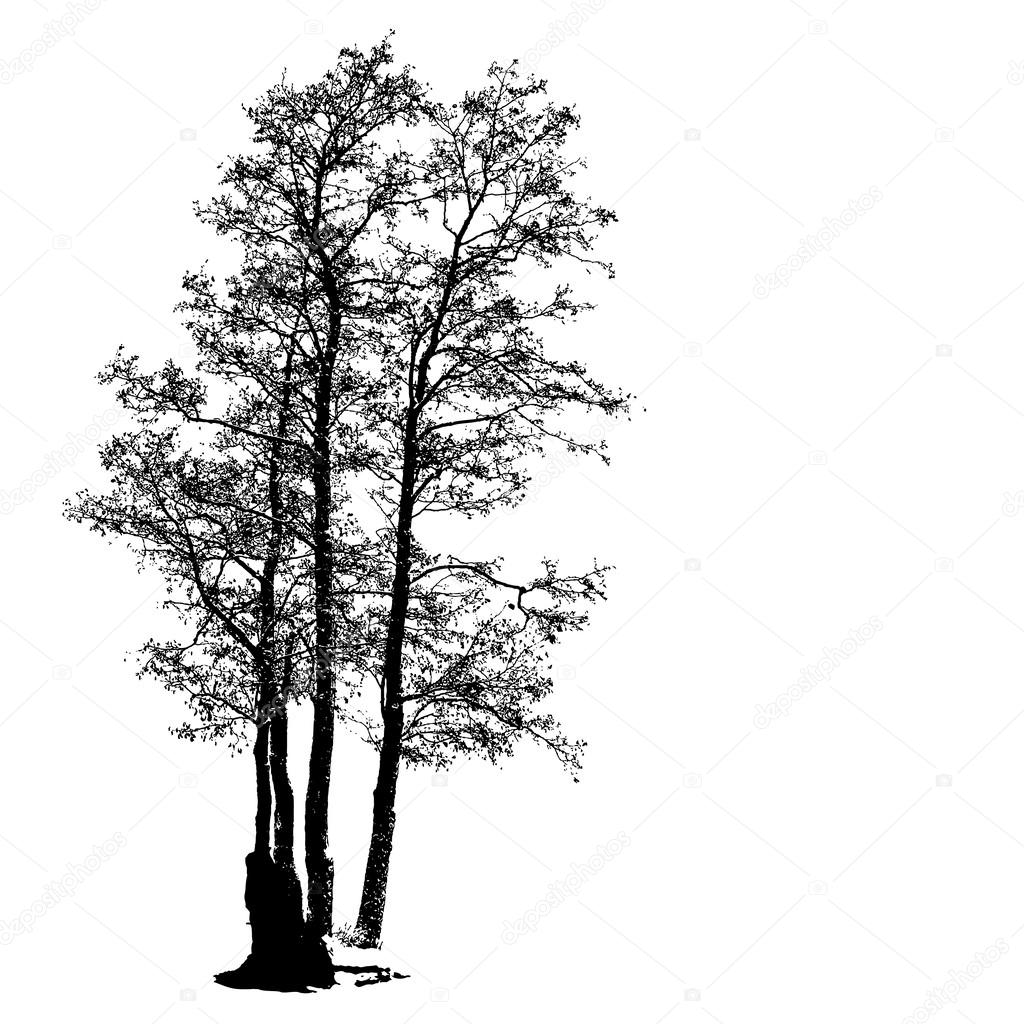 Силуэт Дерева Векторное Изображение ©Greenvalley 46256767