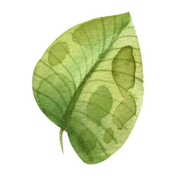 Aquarel Groene Bladeren Illustratie — Stockfoto