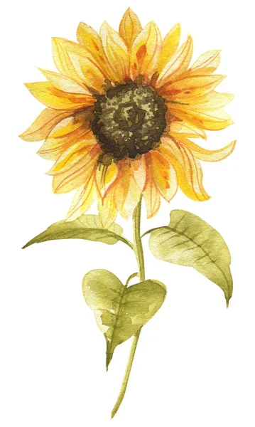 Akvarel Slunečnice Ručně Malované Ilustrace Ideální Pro Svatební Pozvání Blahopřání Stock Obrázky