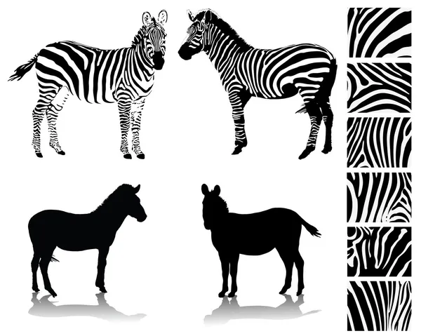 Zebra. — Vetor de Stock