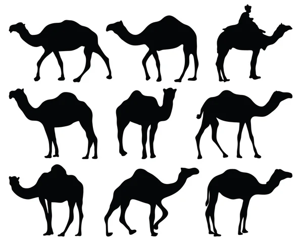 Camelos —  Vetores de Stock
