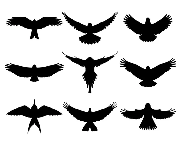 Birds — Stock Vector