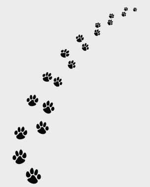 ayak izleri köpekler 2
