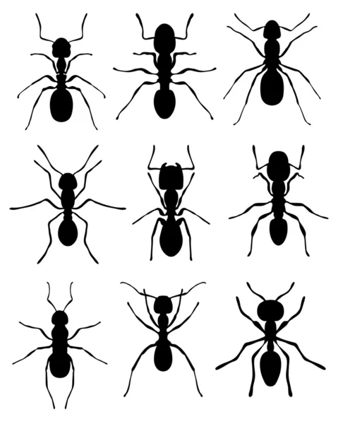 Μυρμήγκια — Διανυσματικό Αρχείο