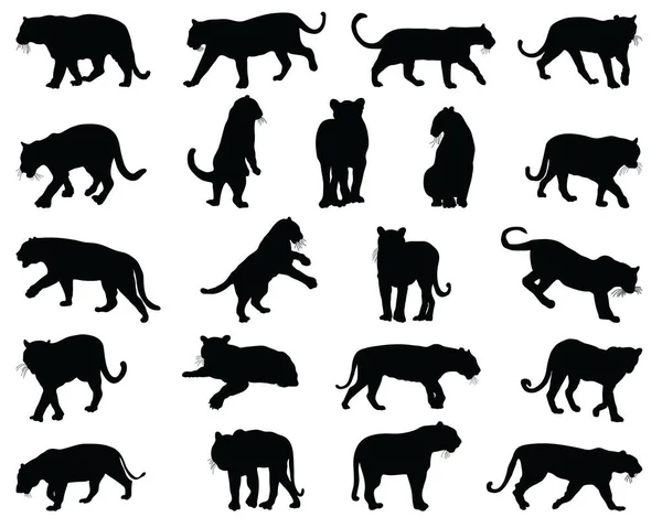 Black Silhouettes Tigers White Background — ストックベクタ