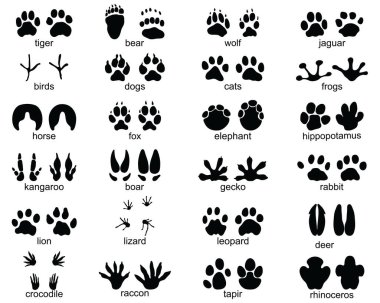 Vahşi hayvanların ayak izleri, siyah siluet çizimleri.