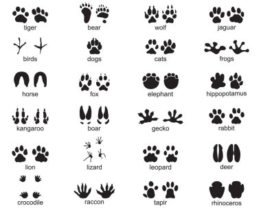 Beyaz arka planda vahşi hayvanların ayak izleri var.