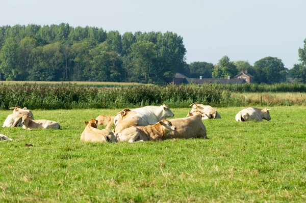 Vacas Loiras Jazem Tranquilamente Pasto Arnhem Nos Países Baixos — Fotografia de Stock