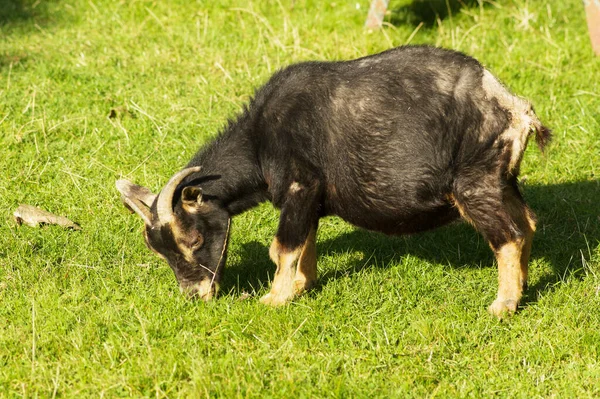 Meadow Small Goat Eating Grass — Stok fotoğraf