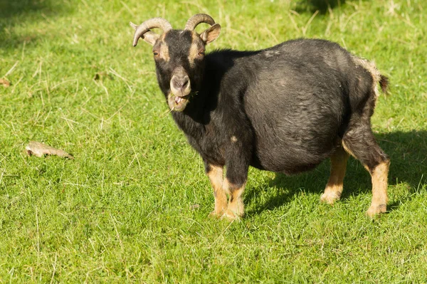 Meadow Small Goat Looking — Stok fotoğraf