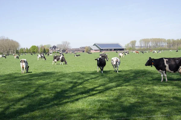 Black White Cows Pasture Arnhem Netherlands — Zdjęcie stockowe