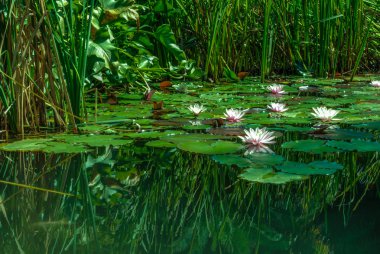 Lotus çiçekleri