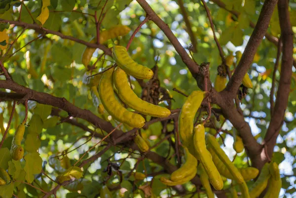 Carob — Stock Photo, Image