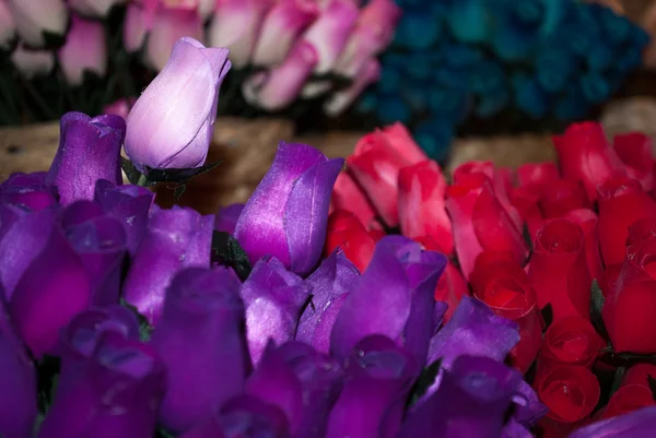 Tulips — Stock Photo, Image