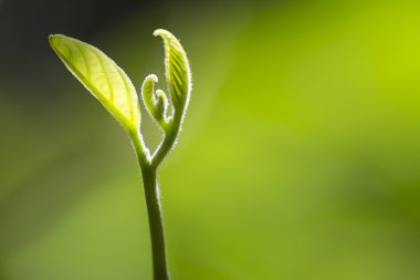 görüntü arka planı olan genç yaprak kadar yakın