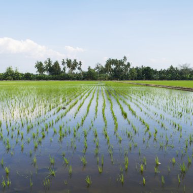 Paddy alana dikilen genç çeltik