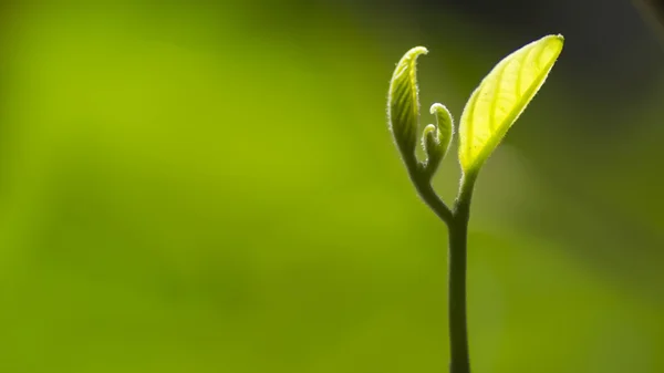 Nahaufnahme junges Blatt mit unscharfem Hintergrund — Stockfoto