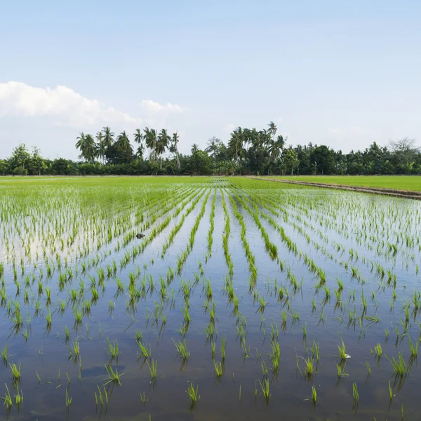 Arroz joven plantado en el campo de arroz Imágenes de stock libres de derechos
