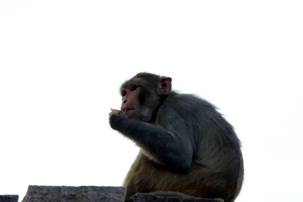 Monkey Eating Some Thing — Stock Photo, Image