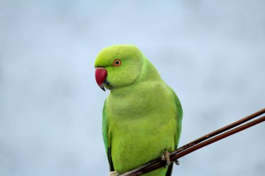 Tel üzerinde oturan yeşil bir papağan.