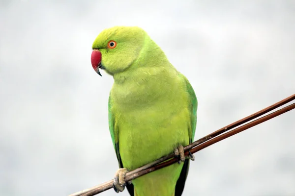 Zielona Papuga Siedząca Drucie — Zdjęcie stockowe