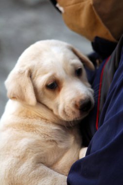 Bir erkek tarafından tutulan sevimli bir köpek yavrusu.