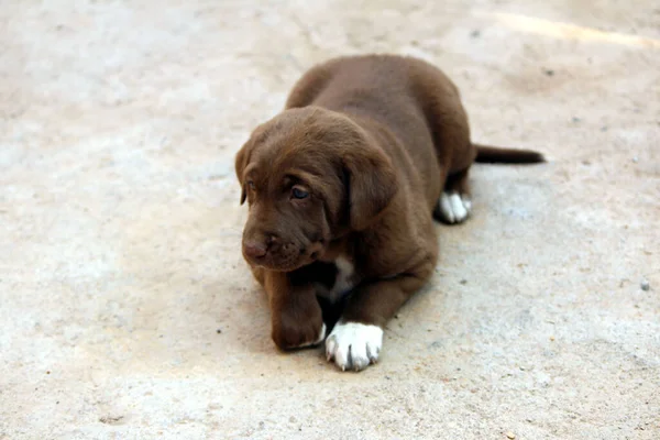 Cute Brown Puppy — Stockfoto