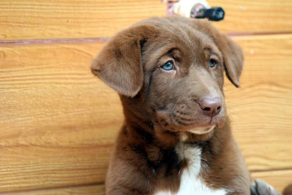 Bruine Kleur Schattige Puppy Zittend Vloer — Stockfoto