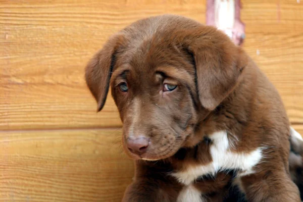 Bruine Kleur Schattige Puppy Zittend Vloer — Stockfoto