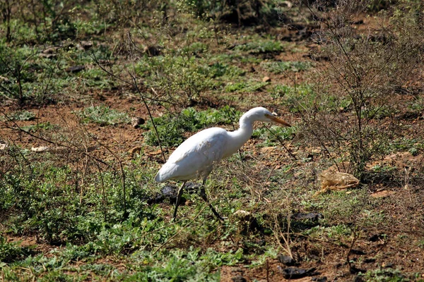 Airone Bianco Piedi Terreno — Foto Stock