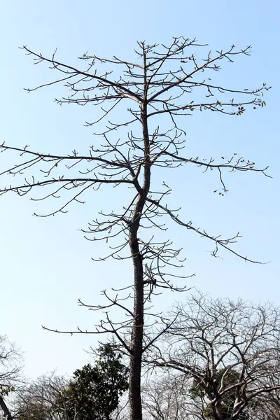 Drömträd Utan Leaf Woood Isolated Ljus Blue Backgrund — Stockfoto