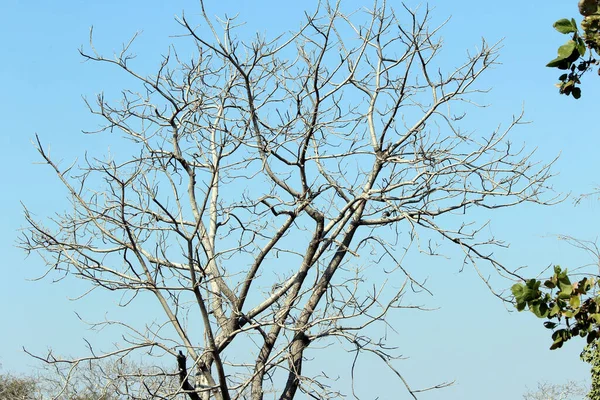 Drömträd Utan Leaf Woood Isolated Ljus Blue Backgrund — Stockfoto