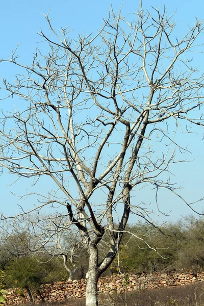 Drömträd Utan Leaf Woood Isolated Ljus Blue Backgrund — Stockfoto