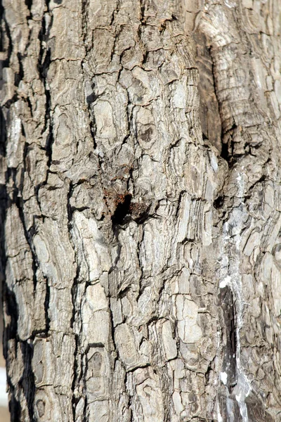 Текстура Коры Дерева Clouse Вверх Грубая Кожа Старого Дерева — стоковое фото