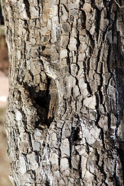 树皮的质地多云 老树的粗糙皮肤 — 图库照片