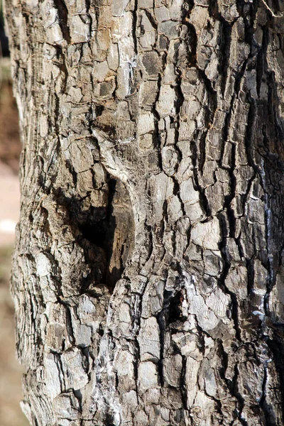 Texture Écorce Arbre Clouse Peau Rugueuse Vieil Arbre — Photo