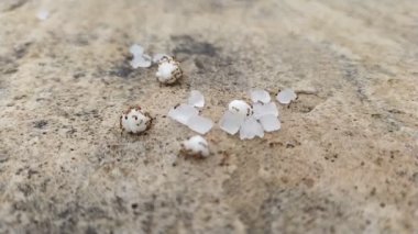  some red ants eating their own food