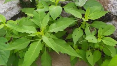 small green planet moving with slow ly air