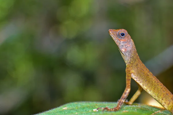 Crested lizard with bokeh background — Stock Photo, Image