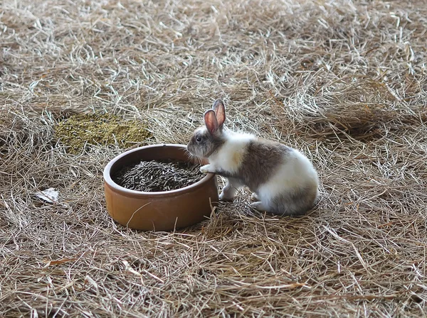 Conejo marrón blanco — Foto de Stock