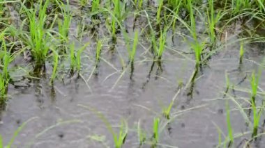 Yeşil çimenlere düşen yağmur damlaları