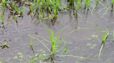 Yeşil çimenlere düşen yağmur damlaları