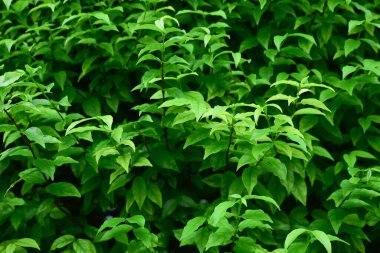 Beyaz arkaplanda doğal yeşil yapraklar