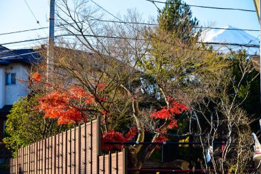 Arka planda günbatımı olan sonbahar yaprakları. Kızıl adam fotoğrafı..