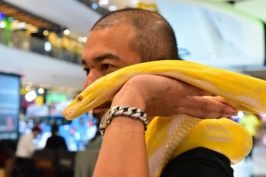 Rayong Tayland Ağustos 04 2019 Bulanık Yılan albino pitonu beyaz arka planda. Yaygın sevimli evcil hayvan